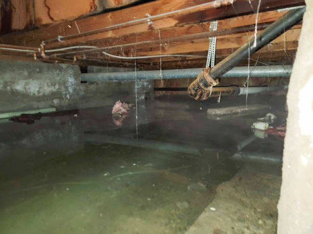Best Flood damage cleanup  in Velda City, MO